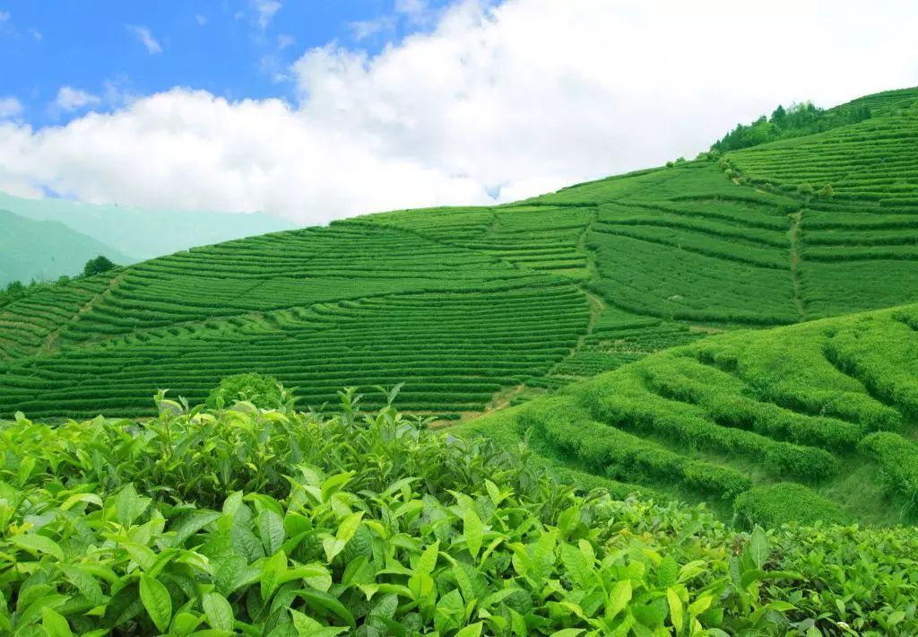 中國茶葉百強榜單揭曉，誰摘得桂冠？